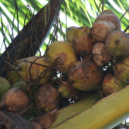 The Enchanting Nest Borim Luaran gambar