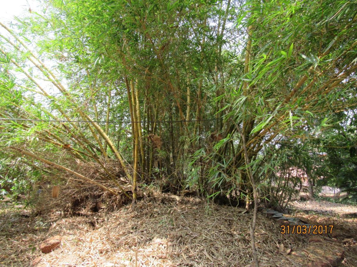The Enchanting Nest Borim Luaran gambar